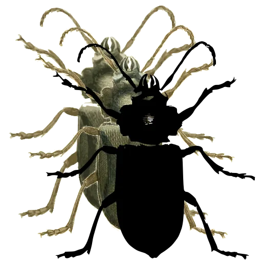 Ground beetle 04