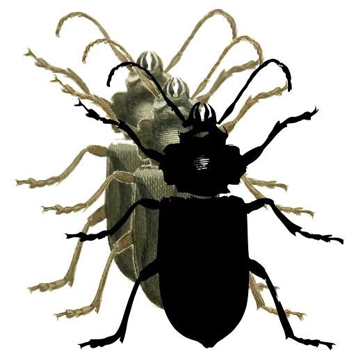 Ground beetle 04