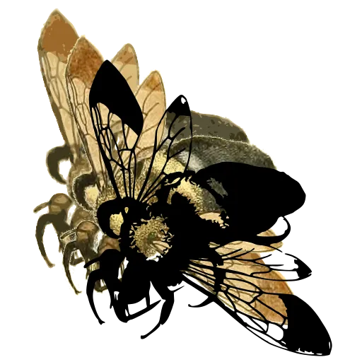 Bumblebee with spread wings