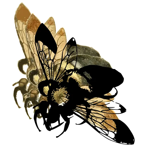 Bumblebee with spread wings