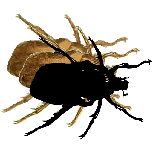 Chafer beetle 02