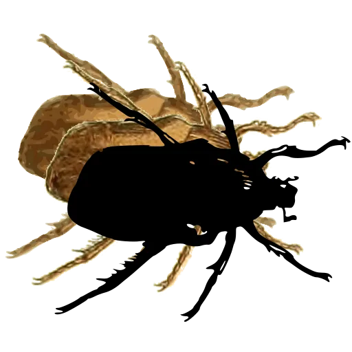 Chafer beetle 02