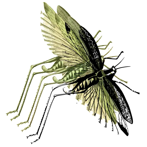 Grasshopper with spread wings
