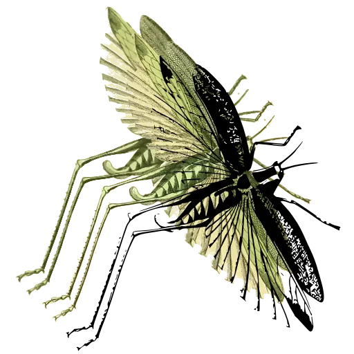 Grasshopper with spread wings