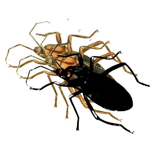 Assassin bug 03