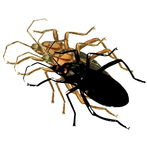 Assassin bug 03