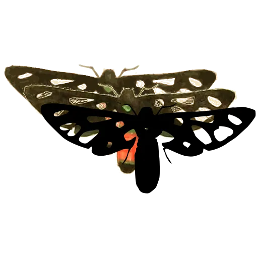 Spotted moth with narrow wings