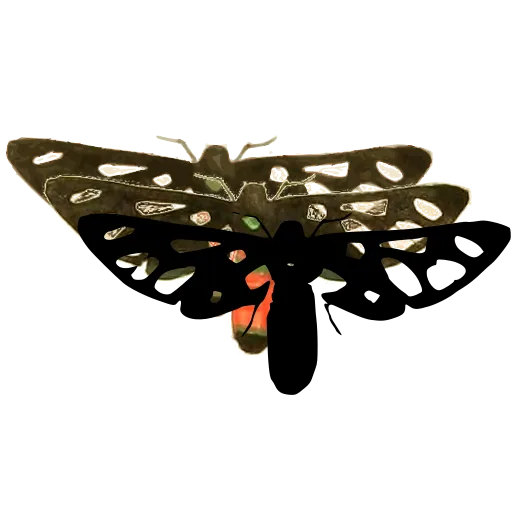 Spotted moth with narrow wings