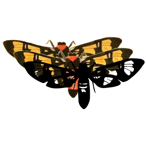 Spotted clearwing moth 02