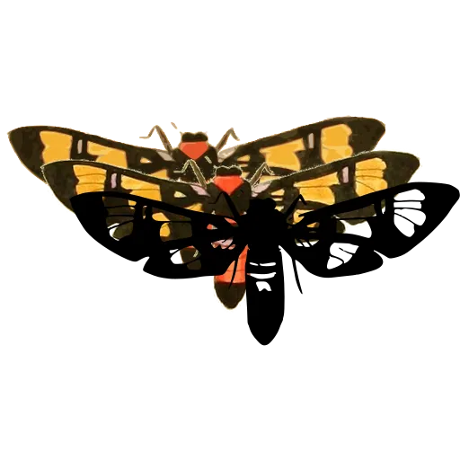 Spotted clearwing moth 02