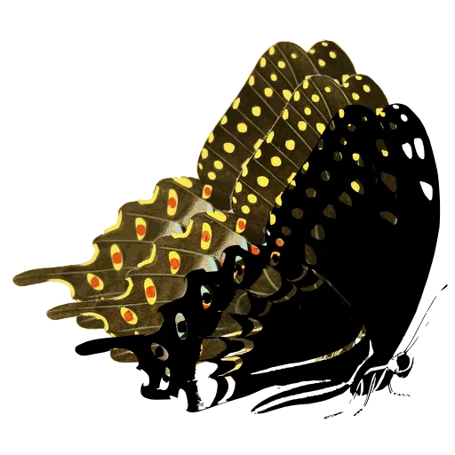 Swallowtail in side view 03