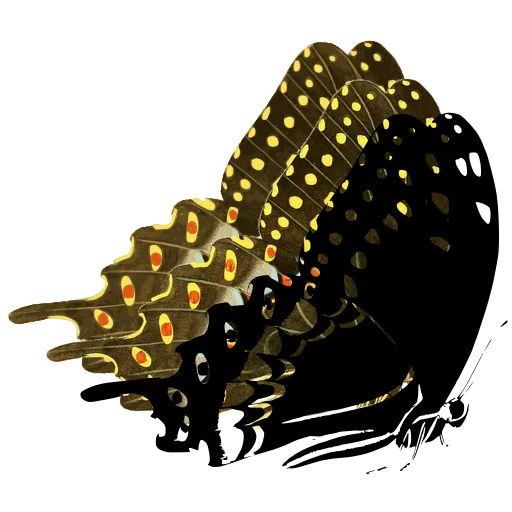 Swallowtail in side view 03