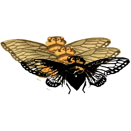 Cicada with veined wings
