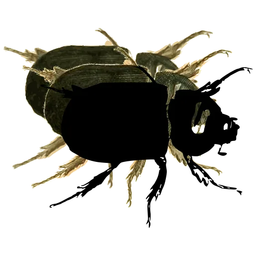 Rounded beetle 03