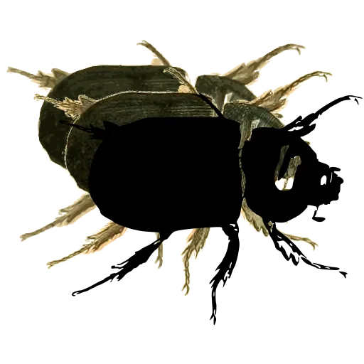 Rounded beetle 03