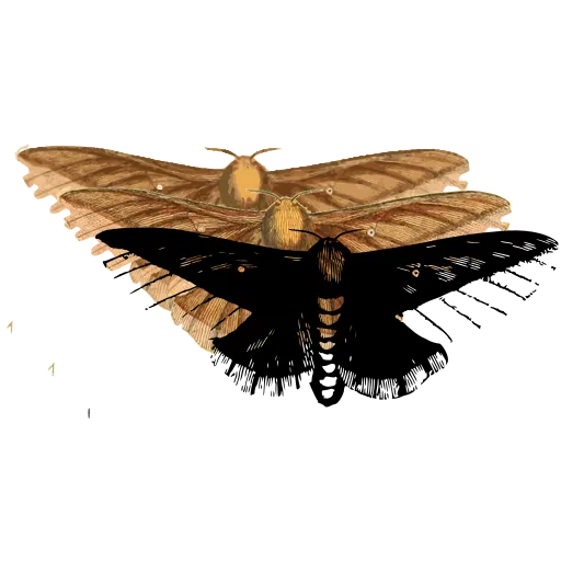 Feathered moth