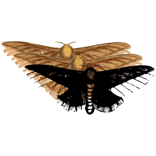 Feathered moth