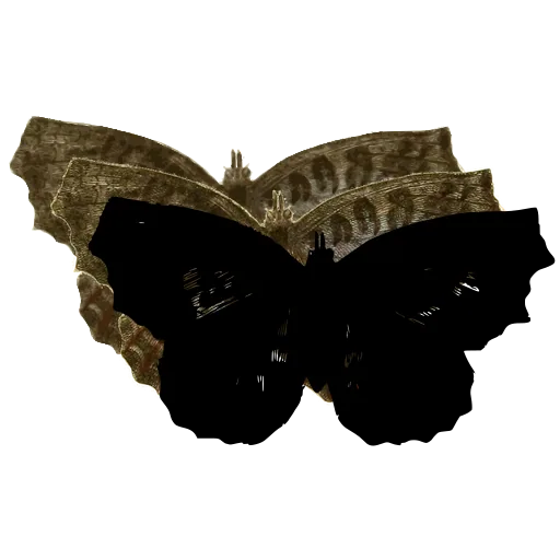 Dark angled butterfly