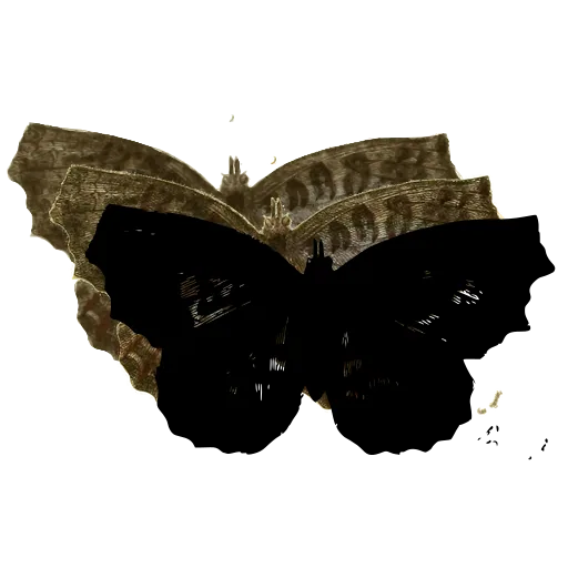 Dark angled butterfly