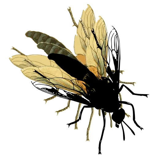 Fly with veined wings 02
