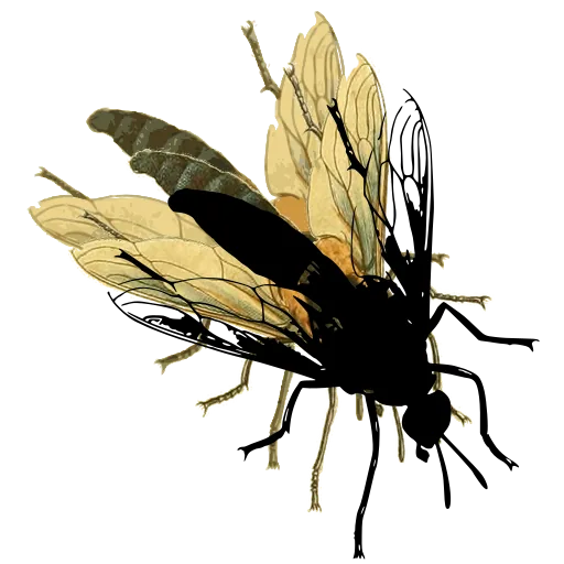 Fly with veined wings 02