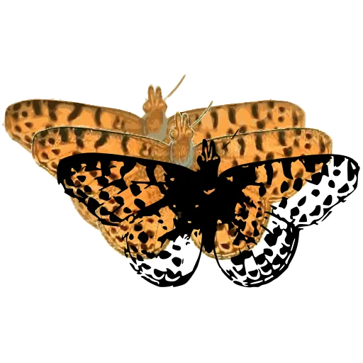 Leopard-spotted moth