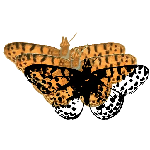 Leopard-spotted moth