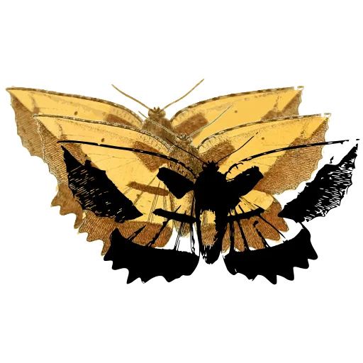 Pale moth with dark border