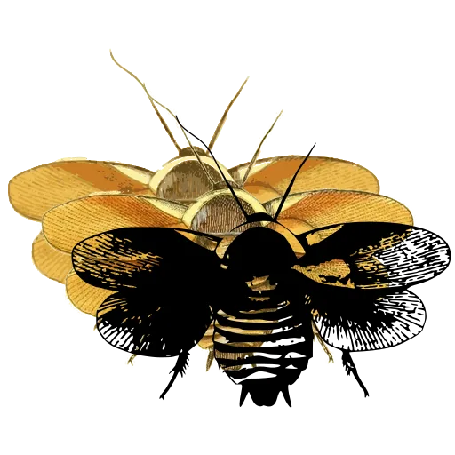 Bee with spread wings 02