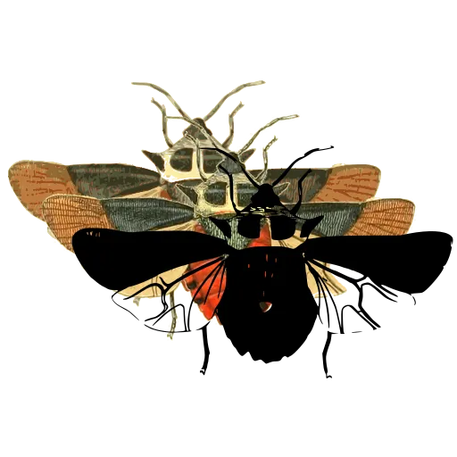 Wasp with spread wings 02