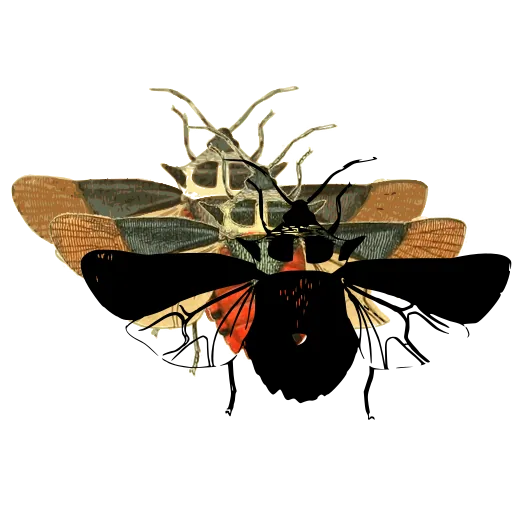 Wasp with spread wings 02