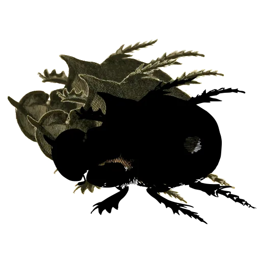 Dung beetle 03