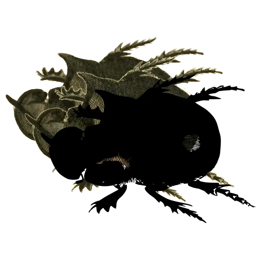 Dung beetle 03