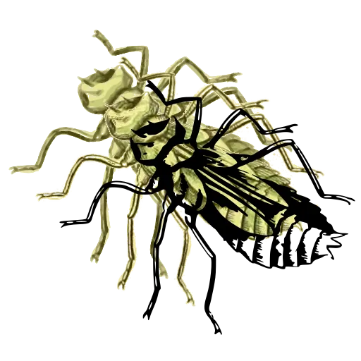 Cricket 02
