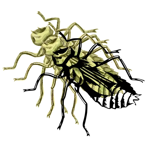 Cricket 02