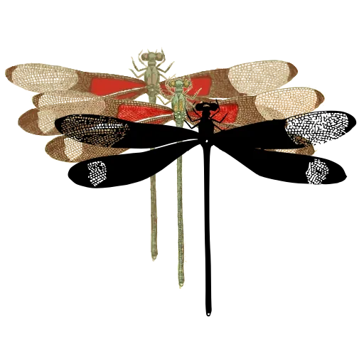 Dragonfly 02