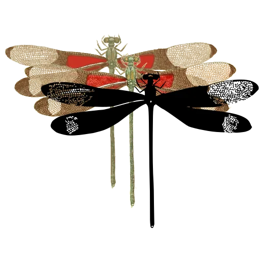 Dragonfly 02