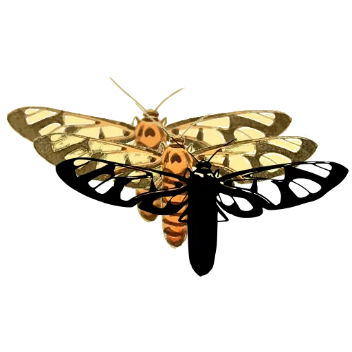 Clearwing moth 02