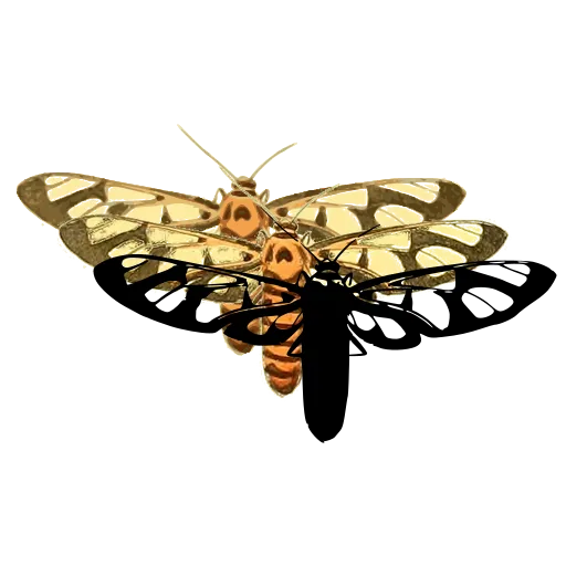 Clearwing moth 02
