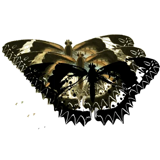 Toothed-edge butterfly