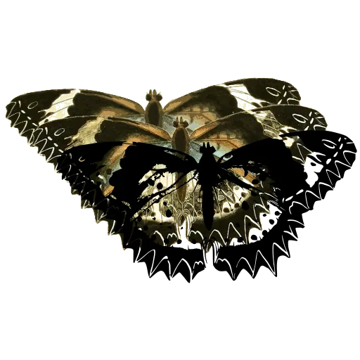 Toothed-edge butterfly