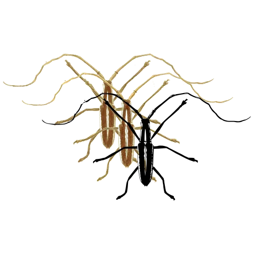 Assassin bug 04