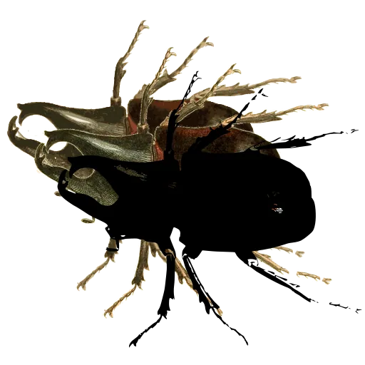 Rhinoceros beetle 04