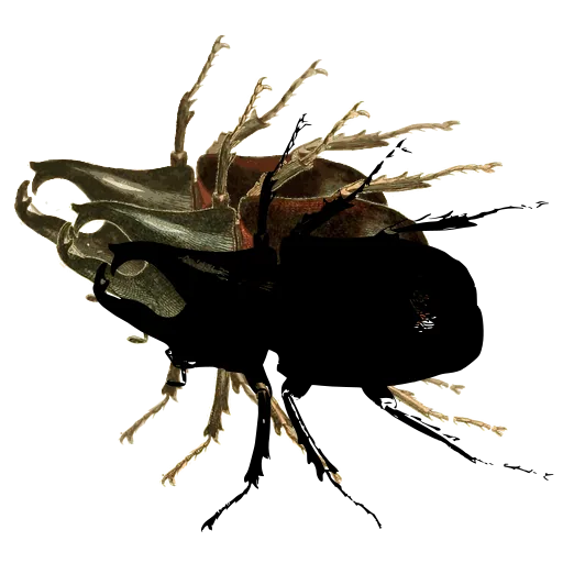 Rhinoceros beetle 04