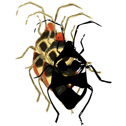 Shield bug 03