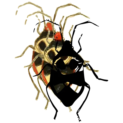 Shield bug 03