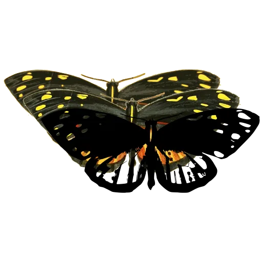 Spotted moth 05