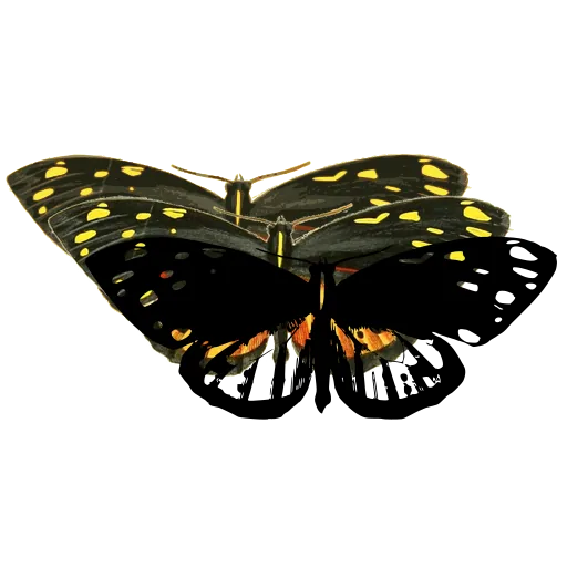 Spotted moth 05