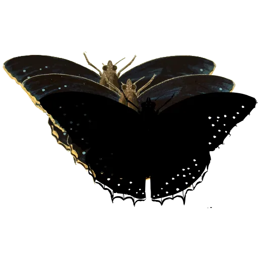 Dotted dark butterfly 03