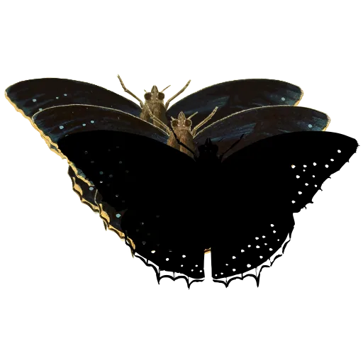 Dotted dark butterfly 03